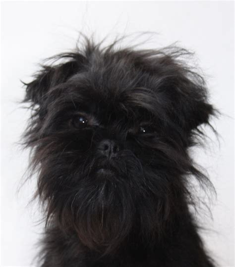 Affenpinscher - Enrique | Mhairi Brown | Flickr
