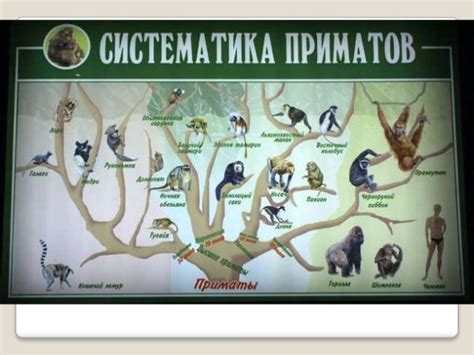 Эволюция человека
