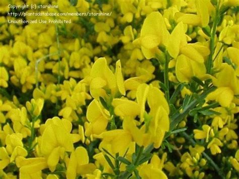 PlantFiles Pictures: Genista Species, Woadwaxen (Genista lydia) by hczone6