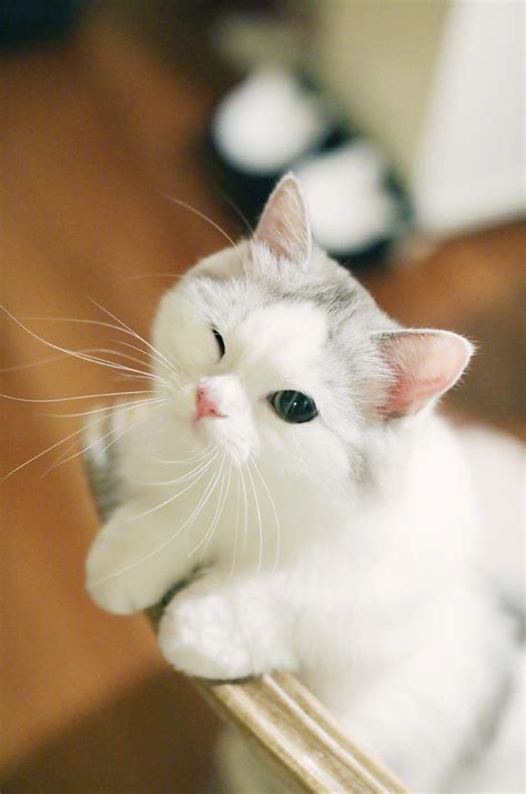 Милого Котика - 60 фото