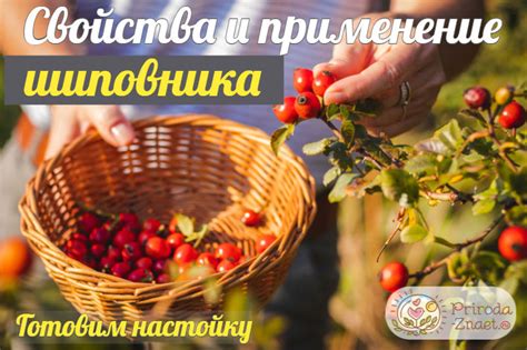 Настойка шиповника: полезные свойства, применение и рецепт приготовления