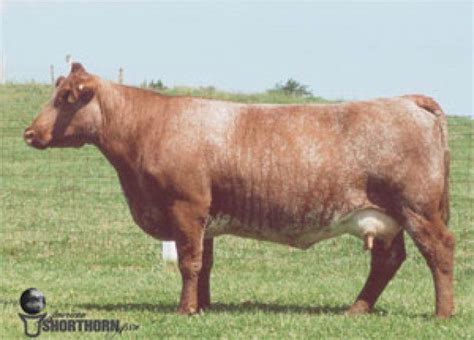 16 Common Cattle Breeds | Beef cattle, Cow, Cattle