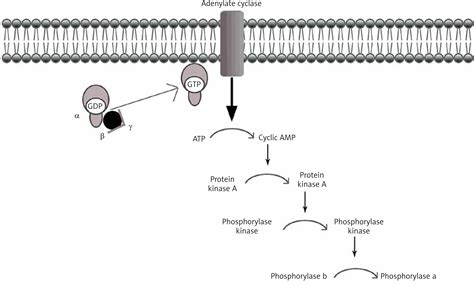 Hepatic glycogen storage diseases: pathogenesis, clinical symptoms and ...