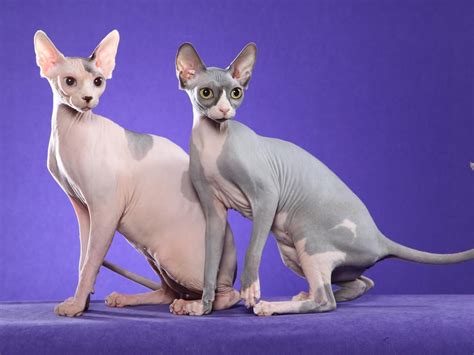 Elegant Sphynx Cats HD Wallpaper: Unique Hairless Feline Beauty