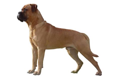 Perro Bullmastiff (Carácter, Alimentación, Cuidados)