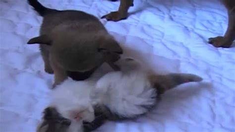 3 cute kittens playing with tiny cute puppy - YouTube