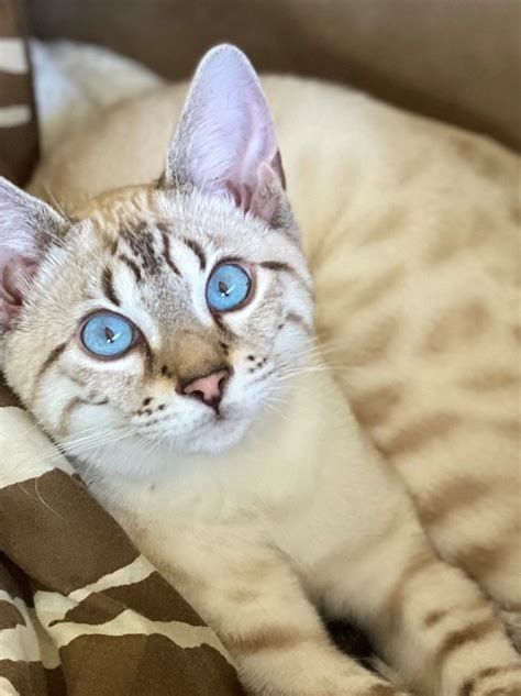Bengal Kitten Safety