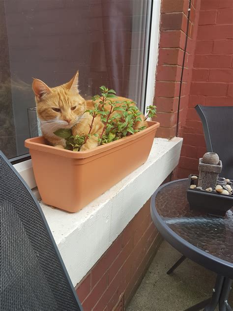 CaT bEiNg EaTeN aLiVe By HeDgE : r/PeopleFuckingDying