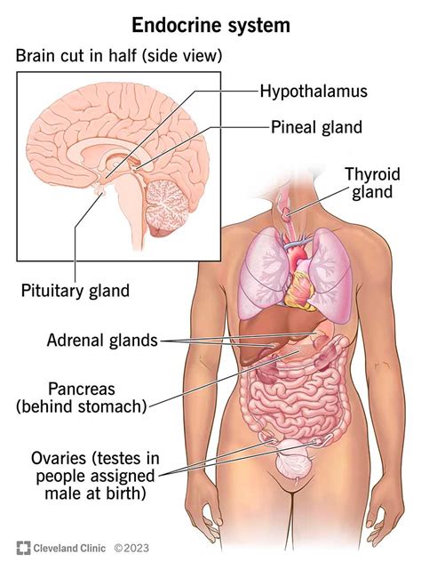 Endocrine System - Biology Simple