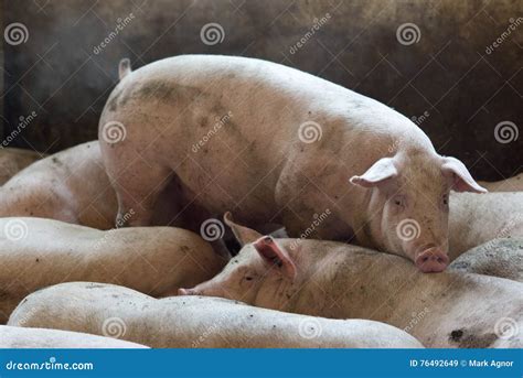 pig  factory stock image image  piglet livestock