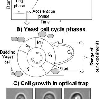 (PDF) The lag phase and G1 phase of a single yeast cell monitored by ...