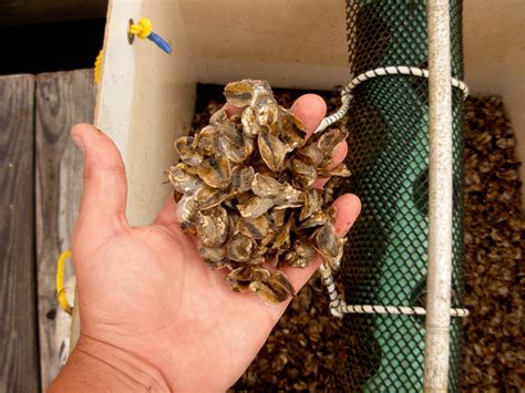 Oyster — CCE Marine Digital Education