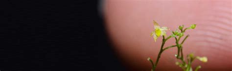 Blossoming Beauty: 7 Steps To Revive And Delight Your Miniature Orchids