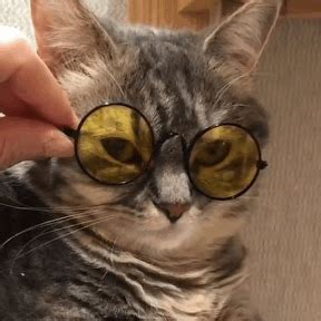 Kakos Cacos Meme - Kakos Cacos Kokos - Discover & Share GIFs