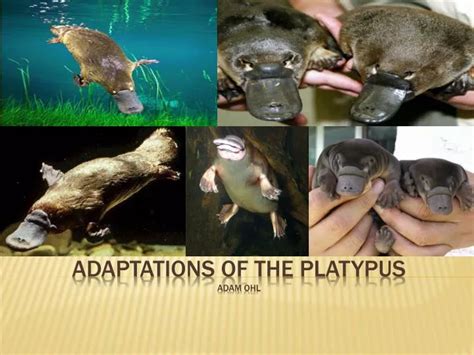 PPT - Adaptations of the Platypus adam Ohl PowerPoint Presentation - ID ...