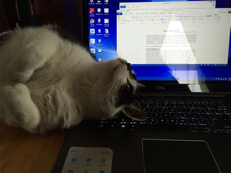 kidney disease in cats