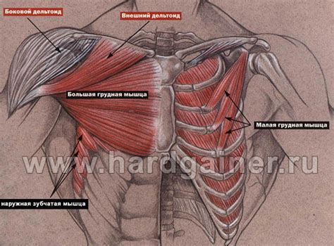 8. Строение и функционирование мышц груди