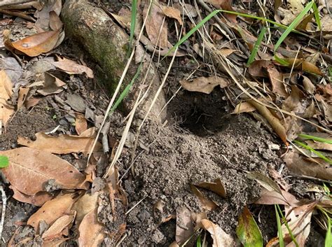 Backyard bandicoots