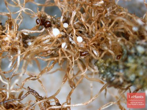 Опаснейший червь-вредитель Нематода | Описание с фото на LePlants.ru