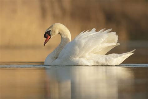 20 Swan Facts of These Majestic Water Birds - Facts.net