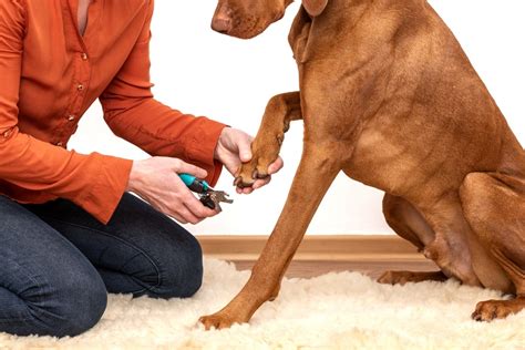 how often to clip dogs nails