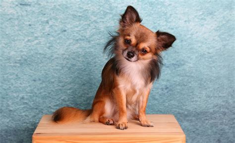 900+ Free Chihuahua & Dog Images - Pixabay