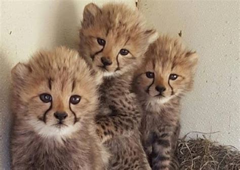 Cute Baby Zoo Animals Pictures