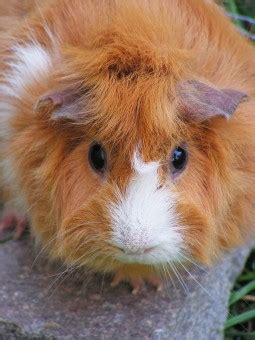 Ingyenes képek : férfi, női, emlős, kettő, rágcsáló, fauna ...