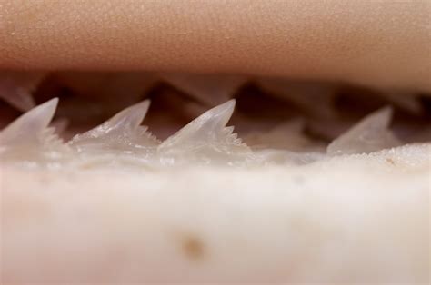How Many Teeth Do Sharks Have? | Wonderopolis