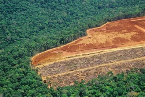 Amazon Forest Deforestation