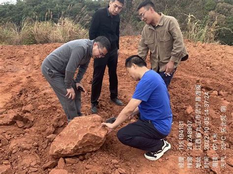 70-Million-Year-Old Fossilised Dinosaur Eggs Unveiled