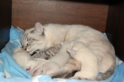 тайские котята тайская легенда