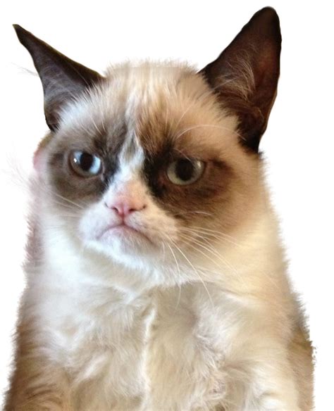 grumpy cat png