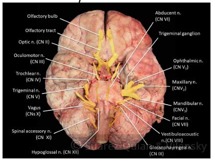 Anatomy of Face and Overview Cranial Nerves Flashcards | Quizlet