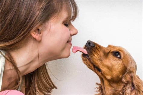 The Fascinating Reasons Behind Your Dog's Constant Face-Licking Behavior - Hunter Games Magazine