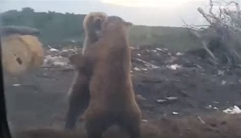 Медвежуть