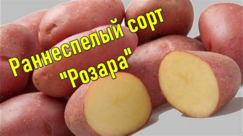 Где Купить Картошку На Посадку - YouTube