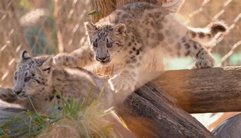 Toledo Zoo Names New Snow Leopards Cubs