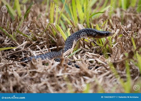 Texas indigo snake stock image. Image of habitat, texas - 166236377