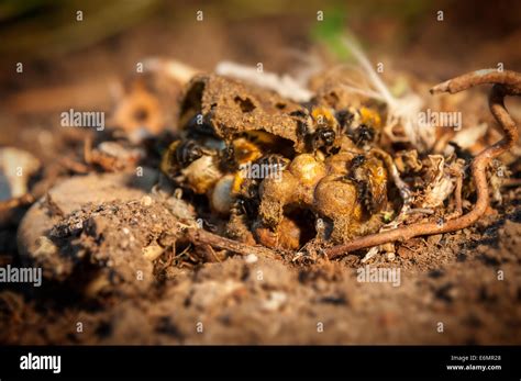 Carder bee nest garden hi-res stock photography and images - Alamy