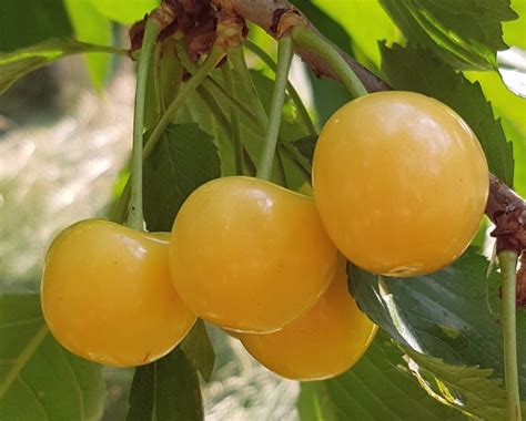 Черешня Рондо: купить саженцы черешни в Твери | GreenTver