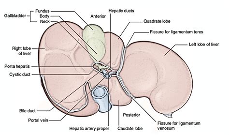 Easy Notes On 【Liver】Learn in Just 4 Minutes!