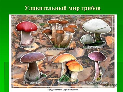 Презентация на тему: "Цель путешествия: сформировать знания о ...