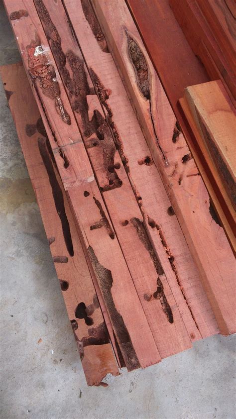 inspirasi kayu penaga