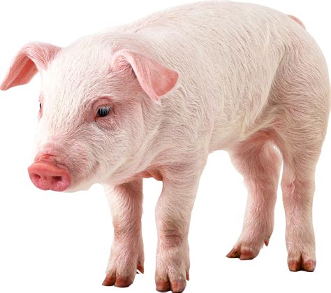 Pig farming Clip art - Pigs png download - 1535*941 - Free Transparent ...