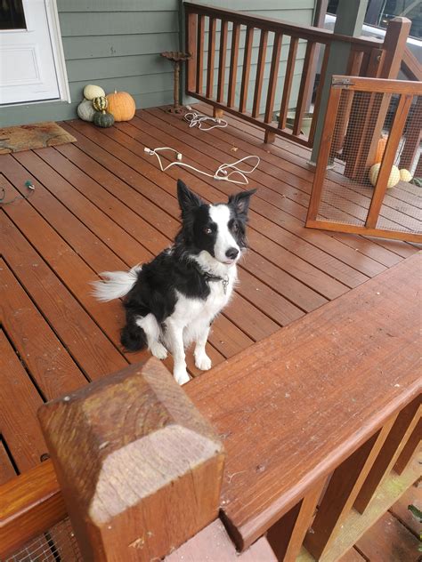 Ace helping daddy hang Christmas lights : r/BorderCollie