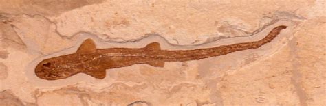 Cretaceous Shark ID Needed (not teeth, full fossil shark) - Fossil ID ...
