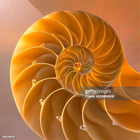 nautilus stock  high res pictures  images getty images