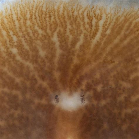 PLATYHELMINTHES - Species?