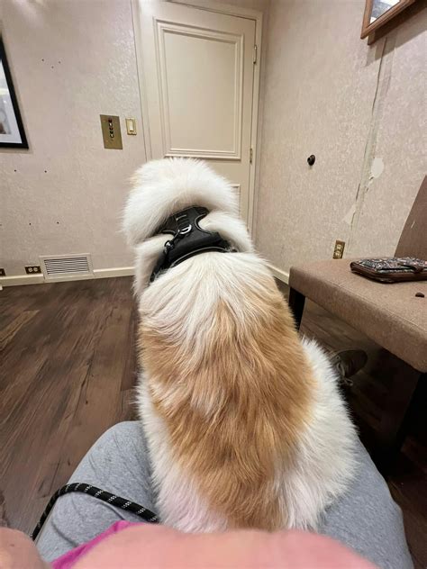 PawSafe® No Pull Dog Harness - No Choke and Prevents Pulling